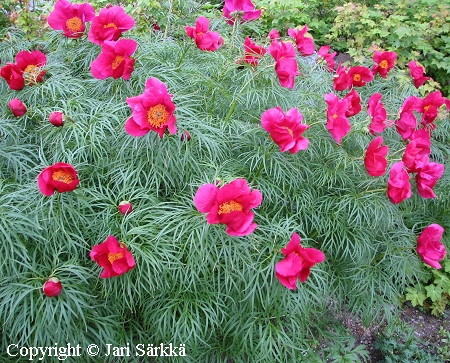 Paeonia x hybrida, kartanopioni